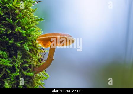 Colpo di primo piano di fungo che cresce su un muschio Foto Stock