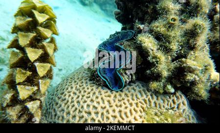 Rugose vongola gigante. Molluschi, tipo Mollusca. Molluschi bivalvi. Famiglia Tridacnidae - Tridacnidae. Grande tridacna. Foto Stock