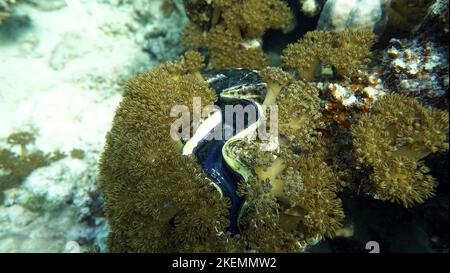 Rugose vongola gigante. Molluschi, tipo Mollusca. Molluschi bivalvi. Famiglia Tridacnidae - Tridacnidae. Grande tridacna. Foto Stock