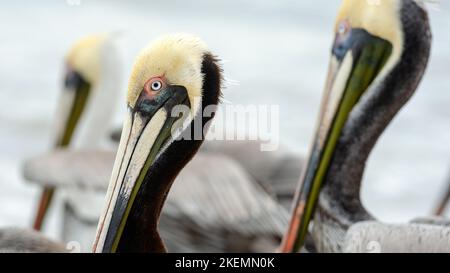 Un primo piano di Pacific Coast Brown Pelican Puerto Vallarta Messico 16,9 formato immagine Foto Stock