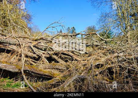 Strutture di vegetazione incontaminata e chiesa villaggio sullo sfondo, villaggio desertico di Gruorn, ex Münsingen zona di addestramento militare, Germania. Foto Stock