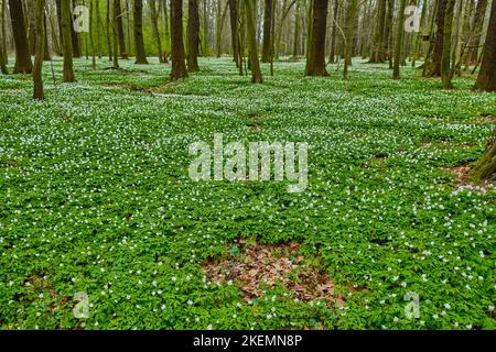 Terreno forestale pieno di anemoni fioriti, esemplificato dalla riserva naturale alluvionale Laske Forest in primavera, Laske, Ralbitz-Rosenthal, Sassonia, Germania. Foto Stock