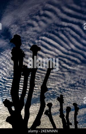 Immagine drammatica di alberi recentemente potato contro un cielo mirabile modellato.blu e bianco cielo.modello assomiglia alle nervature dello scheletro! Foto molto insolita Foto Stock