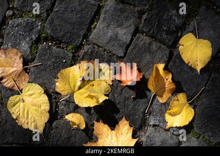 Coloratissime foglie autunnali giacciono su acciottoli grigi e vengono fotografate dall'alto. Foto Stock