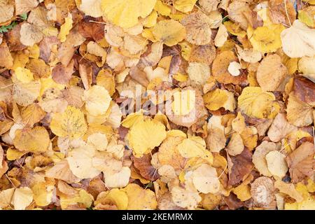 Il fogliame colorato d'autunno si trova sul terreno formando uno sfondo. Foto Stock
