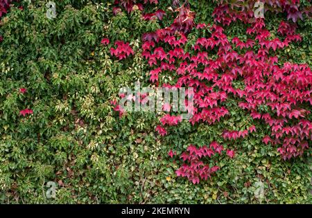 Sfondo e texture di un muro coperto di edera e Virginia superriduttore. L'edera è verde. Le foglie del superriduttore della Virginia brillano di rosso e formano un cont Foto Stock