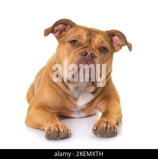 vecchio bulldog inglese di fronte a sfondo bianco Foto Stock