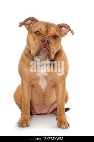 vecchio bulldog inglese di fronte a sfondo bianco Foto Stock