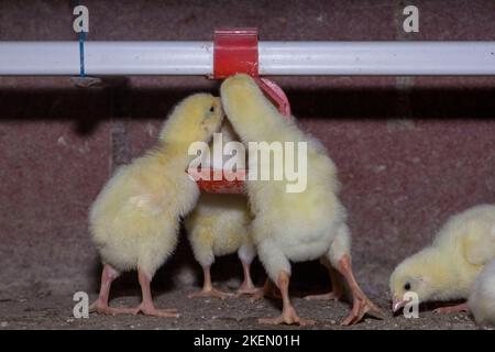 I polli da carne di un giorno bevono acqua dai bevitori. Foto Stock