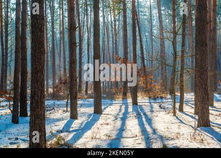 Inverno freddo mattina nella foresta. Bella scena invernale Foto Stock