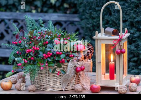 giardino d'inverno con gaulteria procumbens in cesto e lanterna di legno Foto Stock