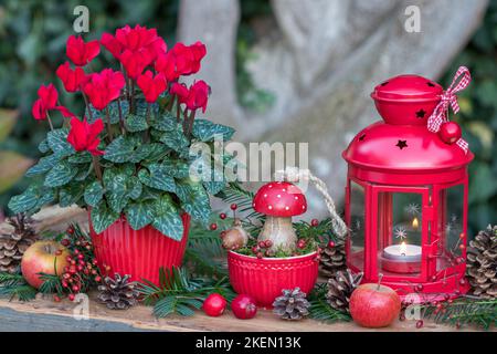 accordo natalizio con mosca in legno agarico, ciclamino rosso fiore e lanterna Foto Stock