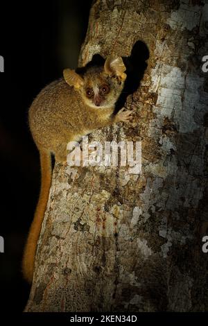 Lemur di topo grigio - Microcebus murinus anche lemur di topo grigio o minore, lemur notturno sull'albero, Foresta nera di Kirindy, animale endemico in Madagascar Foto Stock