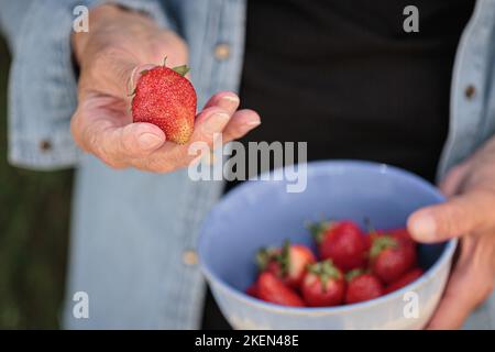 Mani di una donna anziana che tiene una ciotola di fragole mature Foto Stock