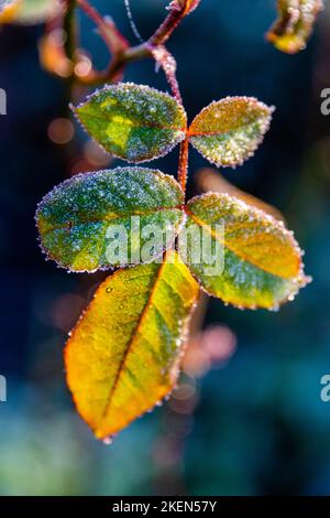 Rosa coperta di hoarfrost primo piano al mattino Foto Stock