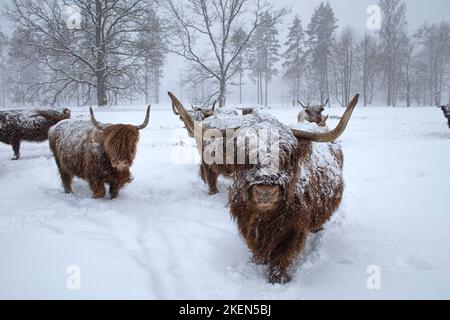 Mucca in inverno. Mucca in nevicata. Bestiame scozzese di altopiani in inverno. Foto Stock