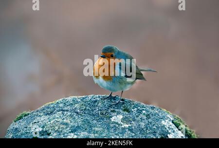 Brittish uccello selvatico Erithacus rubecula Robin arroccato sulla roccia in inverno Lake District National Park Cumbria Inghilterra Regno Unito Foto Stock