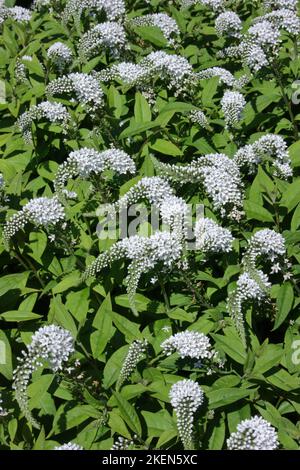 Loosestrife (Lysimachia cletroides) in giardino. Foto Stock