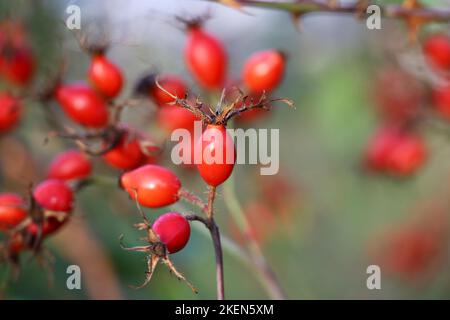 Bacche di rosa matura su un cespuglio. Frutti rossi medicinali di corrotto Foto Stock