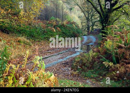 Foresta di Gwydyr, foglia bagnata strada stretta corsia in autunno byt Tynlwyn punto di vista Betwys Y Coed Snowdonia National Park Gwynedd North Wales UK, Late Spring. Foto Stock