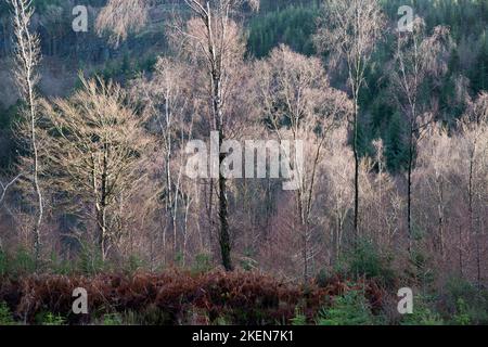 Colore invernale da steli di rami di alberi e fogliame nella foresta di Gwydyr a Nant Uchaf in inverno Snowdonia National Park Gwynedd North Wales UK Foto Stock