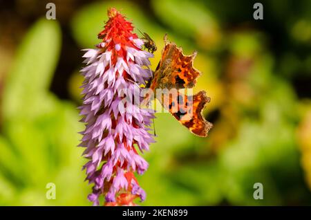 farfalla virgola su primula vialii Foto Stock