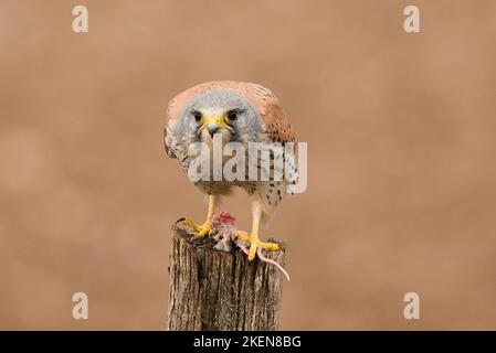 Kestrel comune Kestrel, Falco tinnunculus, Captive, Foto Stock