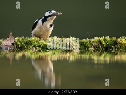 Picchio Rosso (Dendrocopos major) talvolta chiamato Picchio rosso maggiore di un nativo del Regno Unito di un uccello di bosco Foto Stock