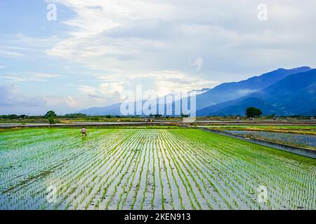 Un campo di riso simmetrico circondato da montagne con cielo blu sullo sfondo Foto Stock