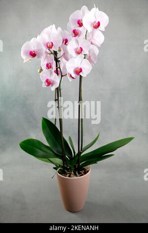 Una magnifica orchidea bianca e rossa in un vaso da fiori su uno sfondo grigio e appannato Foto Stock