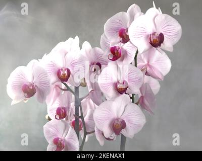 Una magnifica orchidea bianca e rossa in un vaso da fiori su uno sfondo grigio e appannato Foto Stock