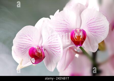 Una magnifica orchidea bianca e rossa in un vaso da fiori su uno sfondo grigio e appannato Foto Stock