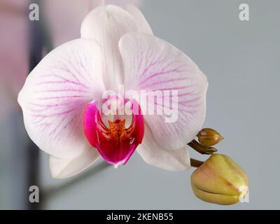 Una magnifica orchidea bianca e rossa in un vaso da fiori su uno sfondo grigio e appannato Foto Stock