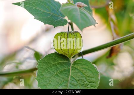 Frutta verde venata su un ramo di Physalis minima nel giardino. Crescere pygmy groundcherry (frutti di bosco del capo). Famiglia Solanaceae Foto Stock