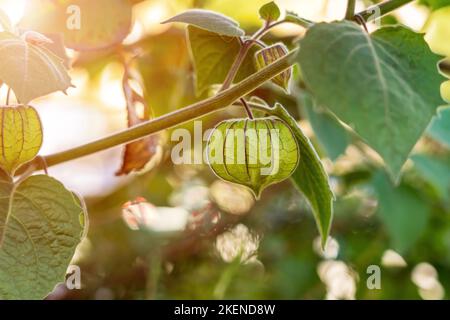 Frutta verde venata su un ramo di Physalis minima nel giardino. Coltivazione di frutti di bosco di capo (gracero di pygmy). Famiglia Solanaceae Foto Stock