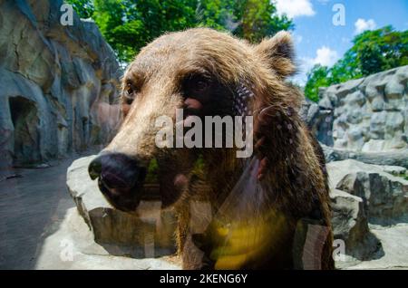 Diritti degli animali. Amichevole orso bruno a piedi in zoo. Carino grande orso pietra paesaggio natura sfondo. Concetto di Zoo. Animali selvatici. Orso marrone adulto in Foto Stock