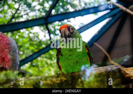 Pappagallo rosso Scarlet Macaw, Ara macao, uccello seduto sul tronco dell'albero pal, Panama. Scena della fauna selvatica dalla foresta tropicale. Bel pappagallo sull'albero verde i Foto Stock