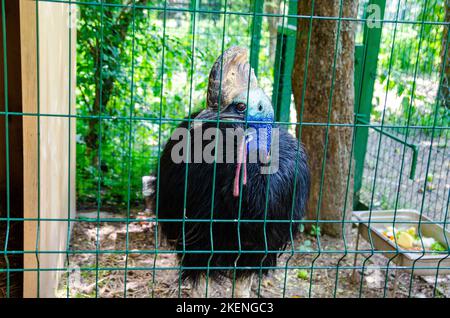 Bella Cassowary (kasuari) in una gabbia di uno zoo, un animale endemico da Papua Indonesia primo piano Foto Stock