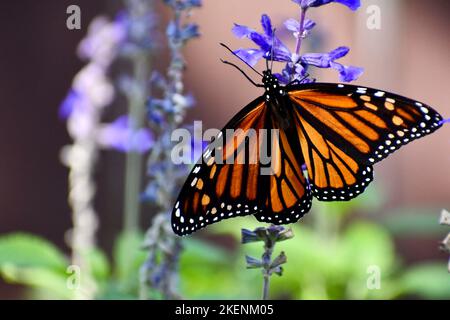 Farfalla monarca femmina sulla salvia blu Foto Stock