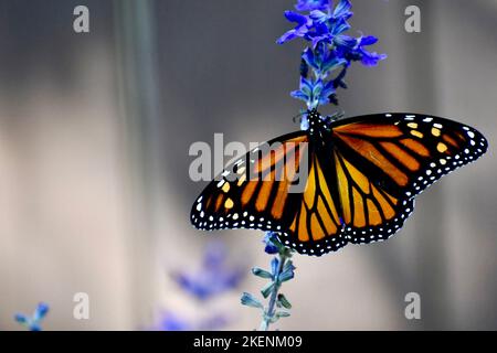 Farfalla monarca femmina sulla salvia blu Foto Stock