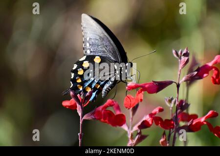 Farfalla di coda di rondine su fiori rossi Foto Stock