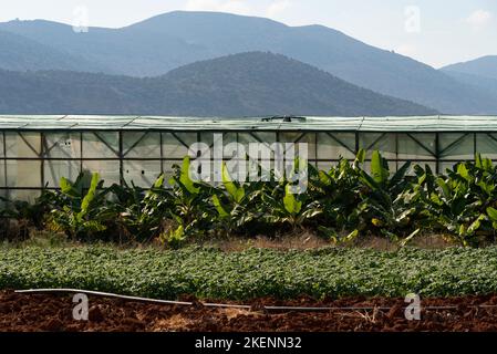 Malia, Creta, Grecia, Europa. 2022. Banane che crescono nella zona di Malia di Creta alcuni sotto plastica. Foto Stock