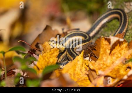 Serpente comune di garter (sirtalis di Thamnophis) nelle foglie di autunno Foto Stock