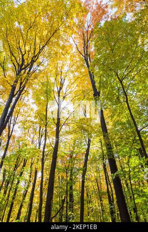 Guardando in su alla foresta di alberi decidui torreggianti misti in autunno. Foto Stock