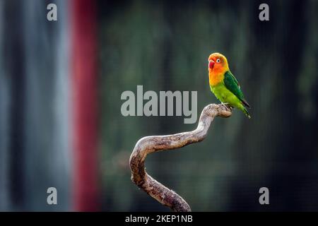 Singolo capocannone, lovebird del pescatore (Agapornis fischeri) seduto sul ramo in voliera, prigioniero, avvenimento in Tanzania e Kenya, Germania Foto Stock