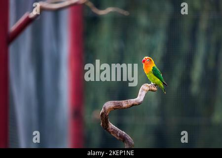 Singolo capocannone, lovebird del pescatore (Agapornis fischeri) seduto sul ramo in voliera, prigioniero, avvenimento in Tanzania e Kenya, Germania Foto Stock