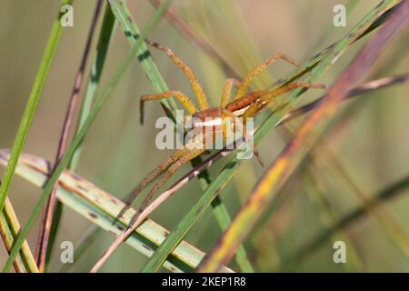 Ragno di zattera (Dolomedes fimbriatus), seduto su un filo d'erba, Pfruehlmoos, Baviera Foto Stock