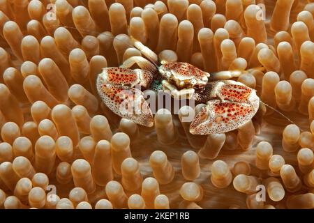 Granchio di anemone maculatus maculatus (Neopetrolisthes maculatus) macinato granchio di porcellana maculatus (Neopetrolisthes maculatus) siede in anemone Haddon's carpet anemone (Stichodactyla haddoni) facce Foto Stock