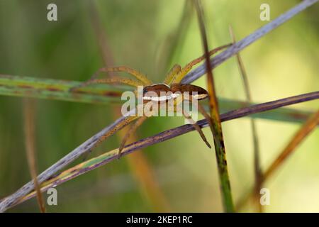 Ragno di zattera (Dolomedes fimbriatus), seduto su un filo d'erba, Pfruehlmoos, Baviera Foto Stock