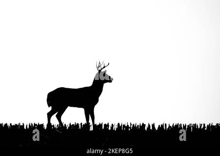 Silhouette di un capriolo dalla coda bianca (odocoileus virginianus) in piedi in un campo di mais del Wisconsin e che respira pesante dal solco, orizzontale Foto Stock